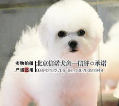 实物拍摄·售后无忧 签订质保协议的高性价比比熊犬销售