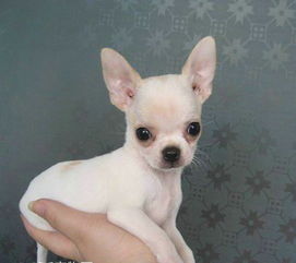 深圳犬舍基地直销吉娃娃，欢迎上门选购