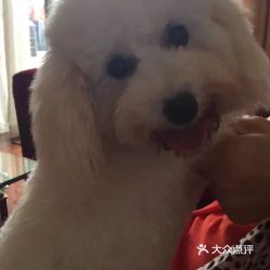 上海宠物销售指南 电话、地址、价格与营业时间