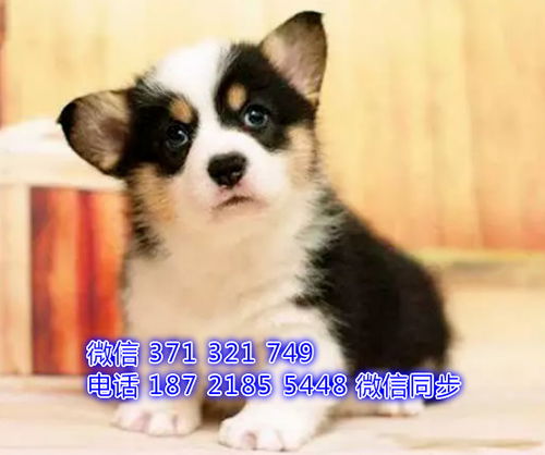 专业犬舍直销柯基及其他精品犬种，满足多样化养宠需求