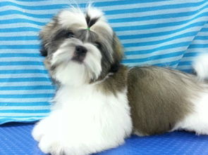 宠物市场精选 热门犬猫品种与购买指南