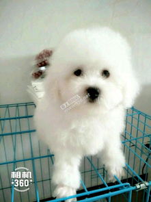 家庭繁殖宠物交易指南 从萌宠到用品的爱心与责任