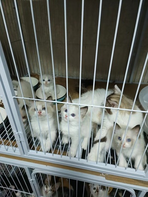 无锡阳光猫宠 专业宠物猫繁育与转赠服务指南