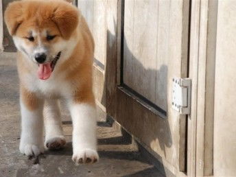 成都精品秋田犬直销 温顺易训，健康保障，支持上门交易与托运