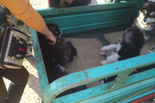 狗市购宠需谨慎 警惕“无精打采”与“过度亢奋”的幼犬陷阱