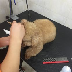 爱宠到家犬舍 上海宠物活体销售信息一览