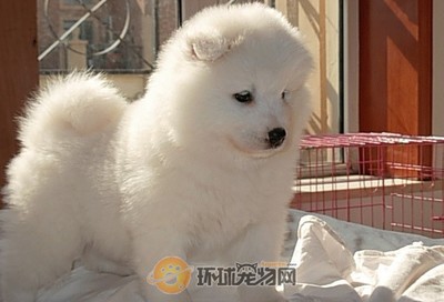 宠物犬养殖利润背后 市场火热与行业规范的双重奏