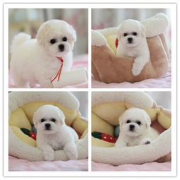 纯净如雪，可爱相伴——探索精品法国卷毛比熊犬的饲养魅力