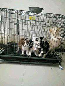 【深思】狗场关停的连锁反应与宠物销售新模式