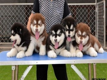 成都犬舍优惠促销 纯种阿拉斯加等你带回家