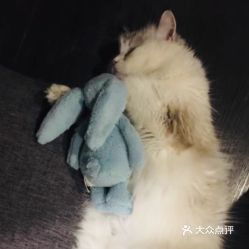 北京宠物销售指南 电话、地址、价格与营业时间一览