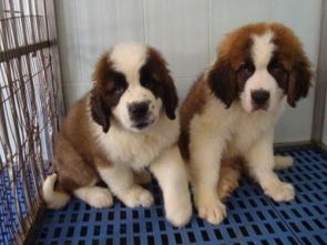 专业繁殖纯种圣伯纳犬 健康保障与售后服务的承诺