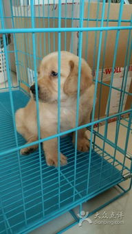青橙庄园宠物专售旗舰店与申城猫狗繁育基地 专业宠物销售服务