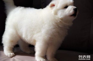 成都宠狗场本月优惠 纯种萨摩耶与各类猛犬热销