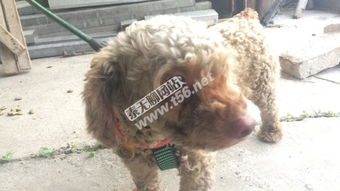 朋友赠犬的温馨与宠物交易准备指南