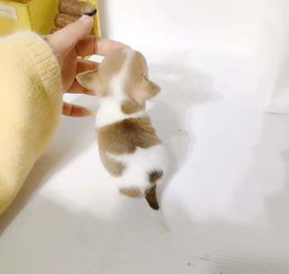 通州小熊宠物CFA猫舍 优质宠物销售的首选