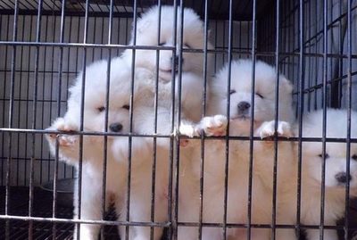 杭州正规犬舍与纯种萨摩耶幼犬购买指南